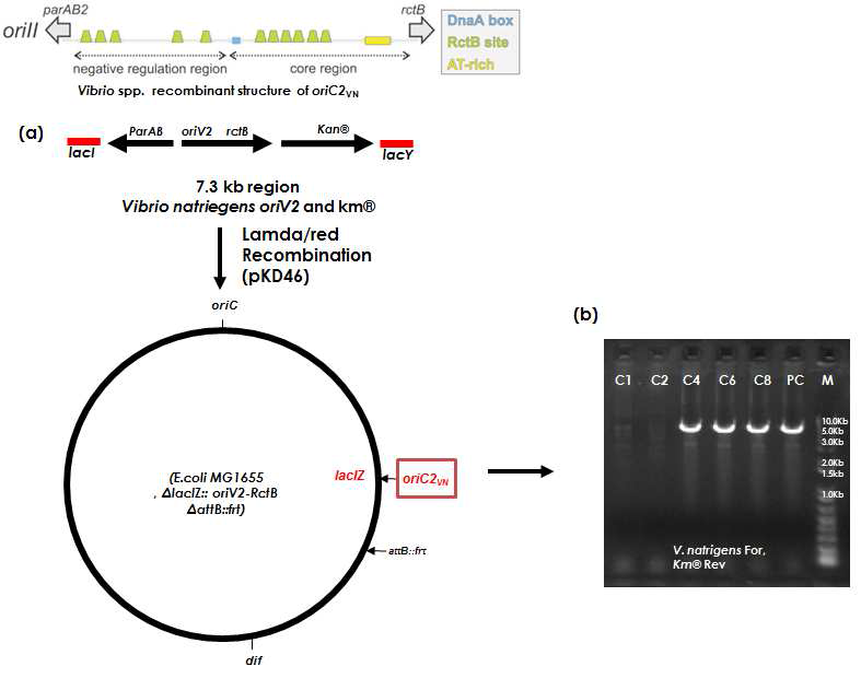 V. natriegens의 chromosome II에 존재하는 복제 개시인자 재조합