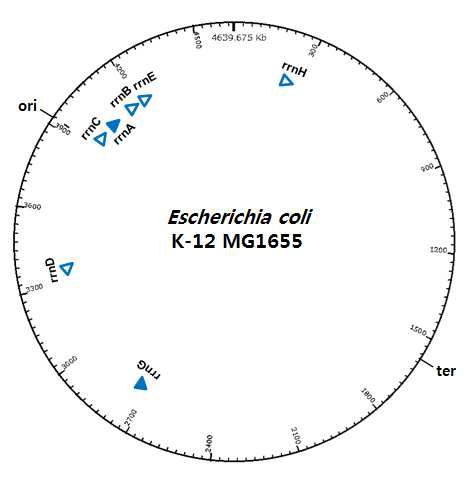플랫폼균주의 rrn operon의 genomic position 및 transcriptional direction
