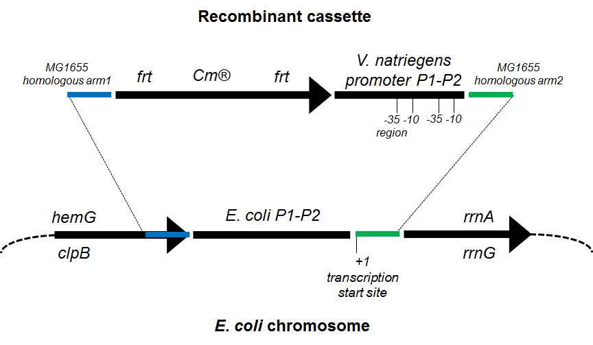 V. natriegens - E. coli 균주의 rrnA/rrnG 프로모터 치환을 위한 유전자 카세트와 deletion 타겟 부위