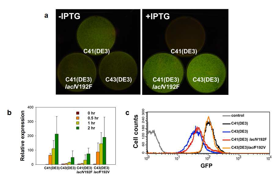 V192F LacI 균주에서 F-ATPase subunit b-GFP의 발현 비교