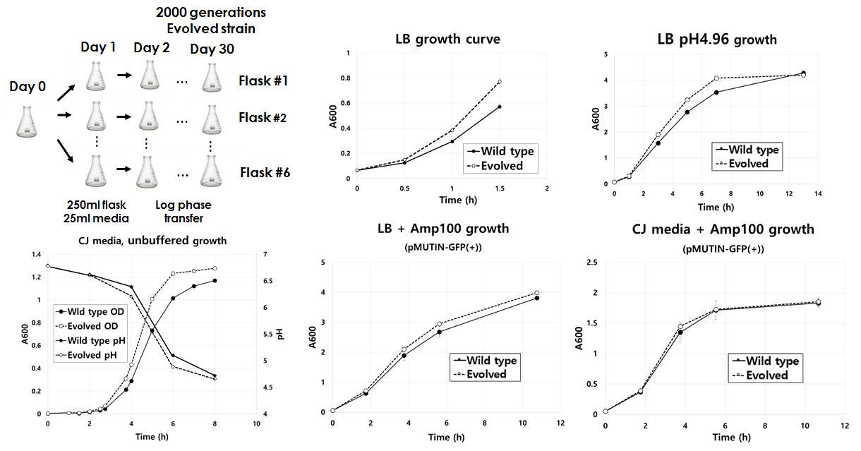 실험진화를 통한 생장속도 향상 균주 선발 및 검증