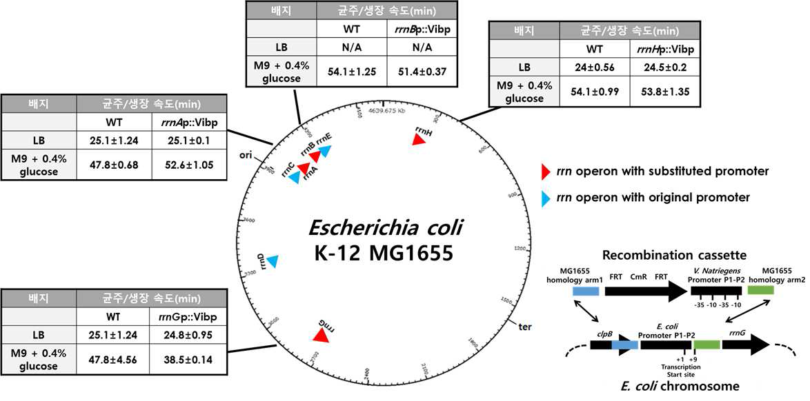 rRNA 프로모터 치환 후 대장균 생장속도 변화