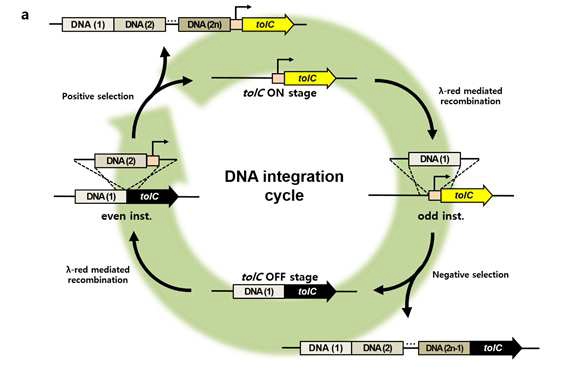 genome 상의 counter-selection 유전자를 이용한 DNA 조각의 연속적 삽입 기술의 모식도