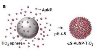 알파-사이뉴클레인을 이용한 Au 나노입자-TiO2 나노입자 구조체의 형성