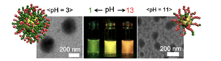 각 pH 영역에서의 PEO-b-PPMI의 마이셀 구조 변화