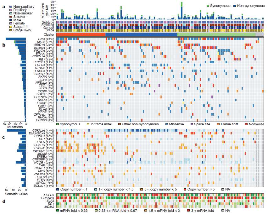 방광암의 유전체 수준에서의 돌연변이 패턴도(The Cancer Genome Atlas Research Network et al, 2014)