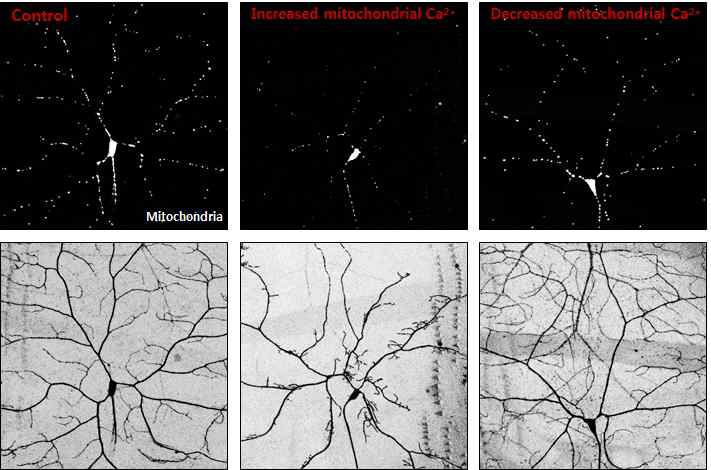 미토콘드리아 칼슘의 변화에 의한 신경세포 미토콘드리아 위치 및 수상돌기 변형 관찰