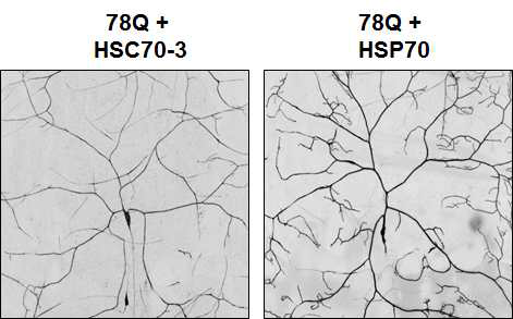 PolyQ 독성 단백질에 의한 신경세포의 병리현상이 HSP70과 같은 특이적인 chaperone에 의해서는 저해되지만, HSC70-3과 같은 다른 종류의 chaperone에 의해서는 크게 영향받지 않음을 확인