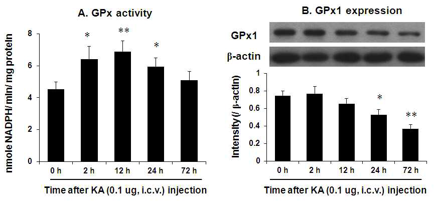 KA의 뇌실내 투여 후 해마조직에서 시간에 따른 GPx 활성 (A)과 GPx1 발현 (B)의 변화. 각 수치는 5 ~ 7 마리의 평균 ± 표준오차임.