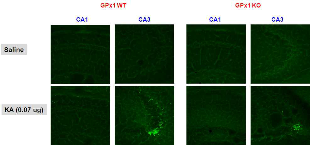 2~3월령의 야생형 생쥐 (GPx1 WT)와 GPx1 유전자 결핍 생쥐 (GPx1 KO)에서 KA의 뇌실내투여후 나타나는 해마조직에서의 신경퇴행 변성. 신경퇴행 변성은 fluoro-jade B로 형광염색하여 검색함.