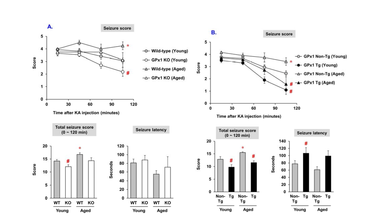 3월령 (young)과 15-18월령 (aged)의 GPx1 유전자 결핍 생쥐 (GPx1 KO)와 GPx1 유전자 과발현 생쥐 (GPx1 Tg) 생쥐에서 KA의 뇌실내 투여 (0.08 ug)로 유도된 경련행위. Wild-type 혹은 WT = GPx1 KO 생쥐의 야생형 생쥐. GPx1 Non-Tg 혹은 Non-Tg = GPx1 Tg 생쥐의 야생형 생쥐.