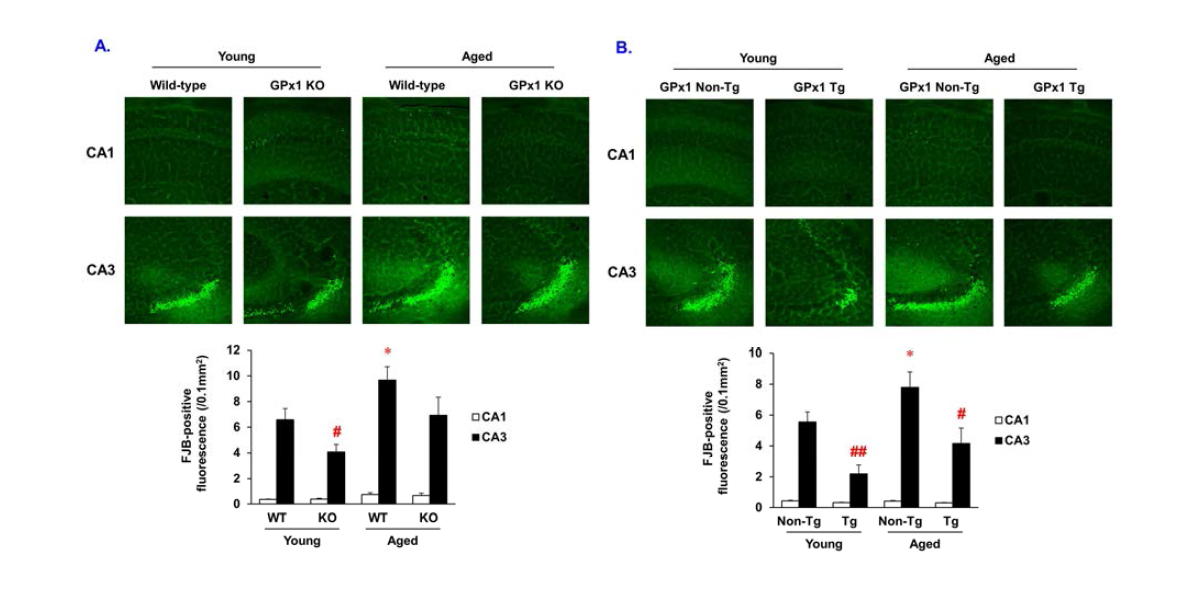 3월령 (young)과 15-18월령 (aged)의 GPx1 유전자 결핍 생쥐 (GPx1 KO)와 GPx1 유전자 과발현 생쥐 (GPx1 Tg) 생쥐에서 KA의 뇌실내 투여 (0.08 ug)로 유도된 해마조직에서의 신경퇴행 변성.