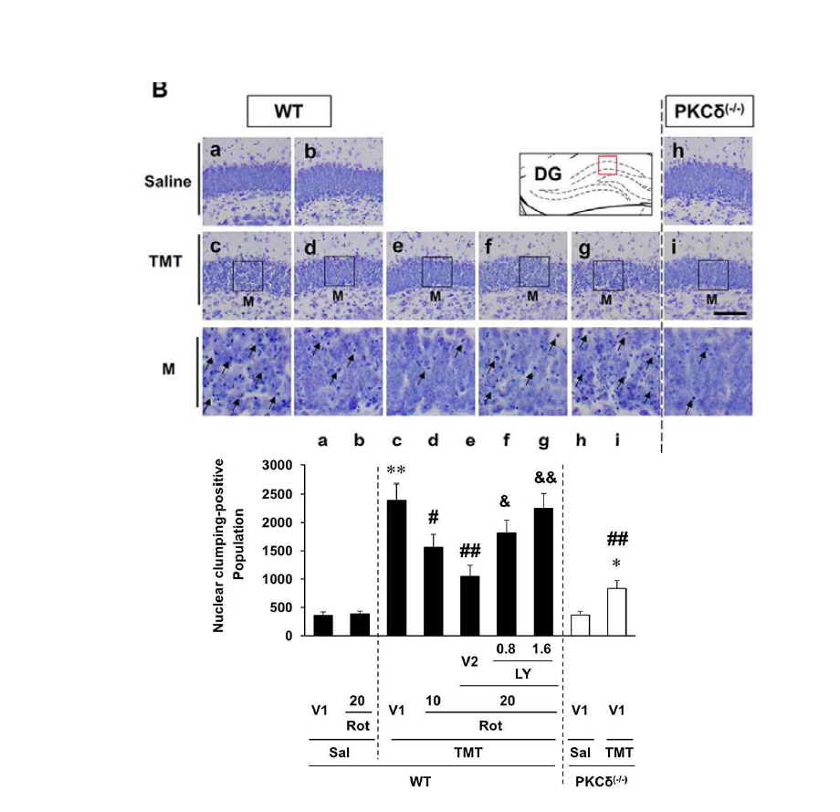 PKCδ 유전자 결핍 생쥐에서 TMT에 의한 nuclear chromatin clumping의 변화. PKCδ 억제에 의한 보호효과가 PI3K 억제제인 LY 294002 (LY)에 의해 유의하게 반전되었음.