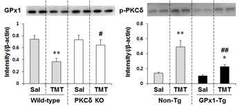 TMT 투여 후 PKCδ 유전자 결핍 생쥐에서 GPx1 발현과, GPx1 과발현 생쥐에서 PKCδ 인산화의 변화.