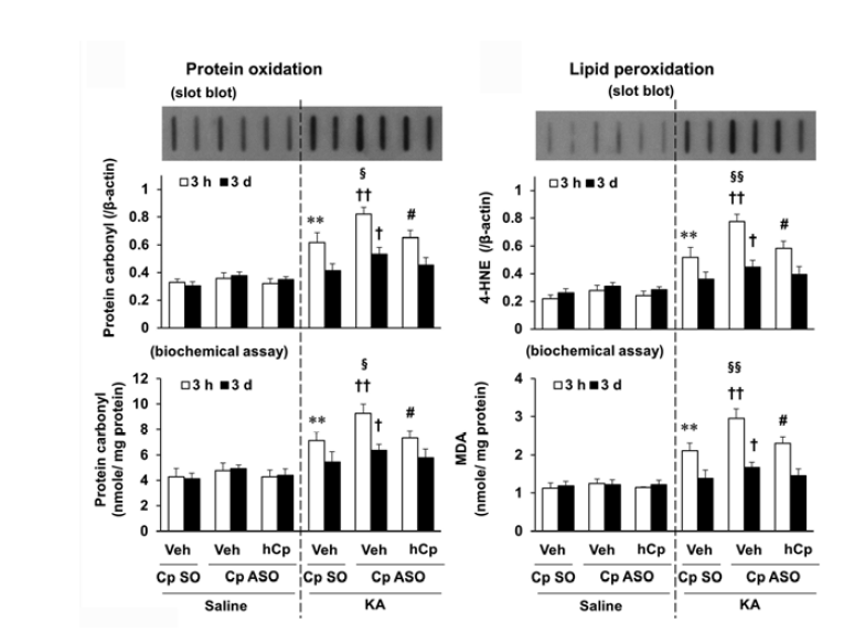 KA로 유도된 해마조직에서의 단백질 산화와 지질과산화에 대한 ceruloplasmin ASO와 hCp의 효과.