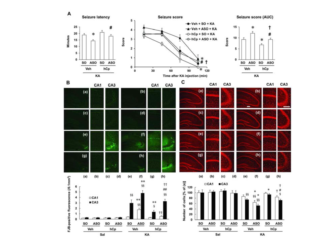 KA로 유도된 경련과 (A) 해마조직에서의 신경세포사 (B, C)에 대한 ceruloplasmin ASO와 hCp의 효과.