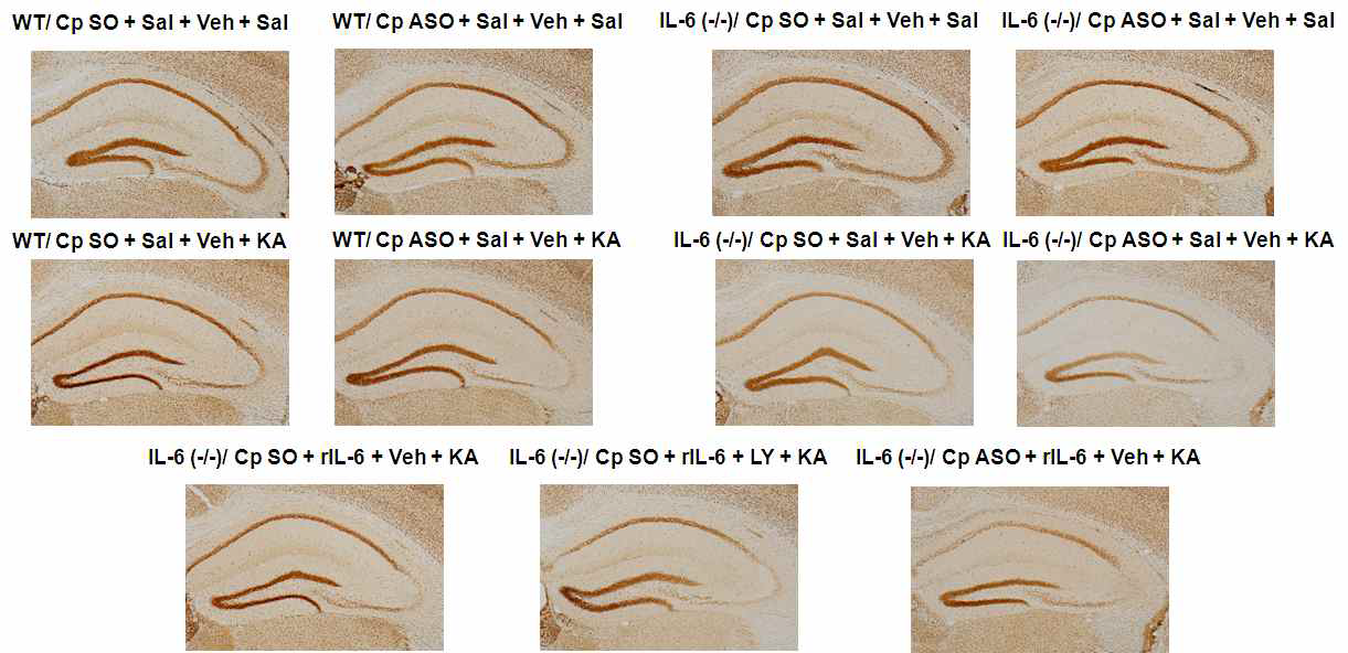 IL-6 유전자 결핍 생쥐에서 KA에 의한 p-Nrf2 발현의 발현에 대한 recombinant IL-6와 ceruloplasmin antisense oligonucleotide의 효과.