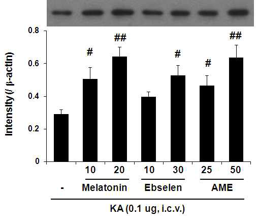 KA의 뇌실내 투여 3일 후 해마조직에서 GPx1 발현 감소에 대한 melatonin (10, 20 mg/kg, i.p.), ebselen (10, 30 mg/kg, i.p.), acetylsalicylic acid maltol ester (AME; 25, 50 mg/kg, p.o.)의 효과.