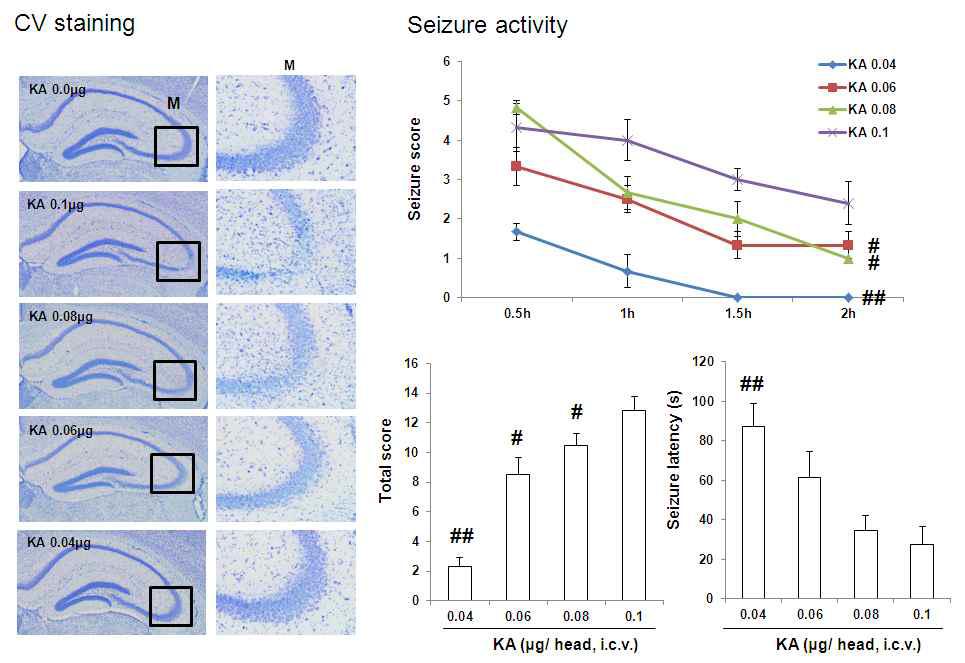 여러 용량의 KA(0.04, 0.06, 0.08, 0.1 μg)의 뇌실내 투여 후 나타나는 경련행위 및 해마조직의 신경세포사 평가.