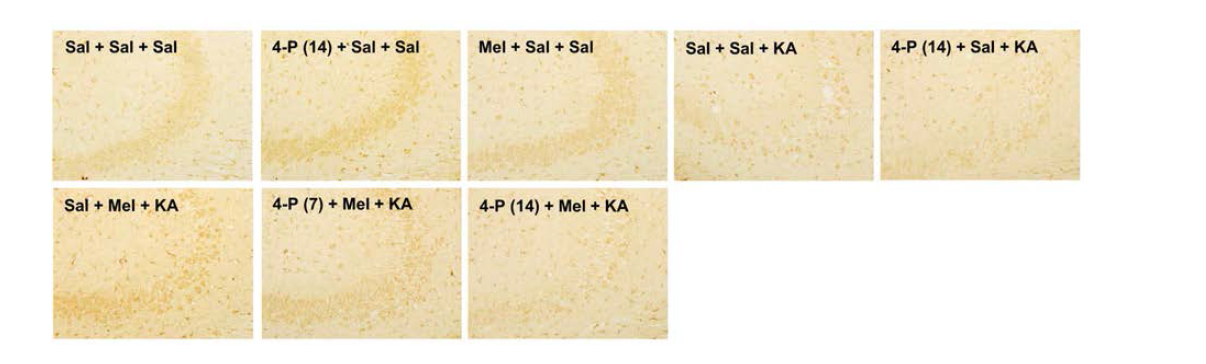 경련하 용량의 KA (0.04 ug, i.c.v.) 투여 4일 후, 해마 조직의 CA3 부위에서 melatonin MT2 수용체의 발현변화.