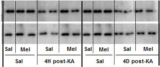 경련하 용량의 KA (0.04 ug, i.c.v.) 투여 4일 후, 해마 조직에서 GPx1 발현 변화와 melatonin의 효과. Mel = melatonin 10 mg/kg, i.p.