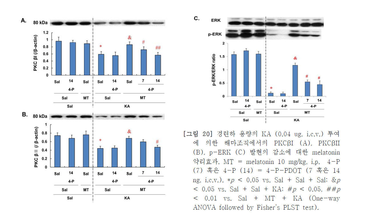 경련하 용량의 KA (0.04 ug, i.c.v.) 투여에 의한 해마조직에서의 PKCβI (A), PKCβII (B), p-ERK (C) 발현의 감소에 대한 melatonin 약리효과.