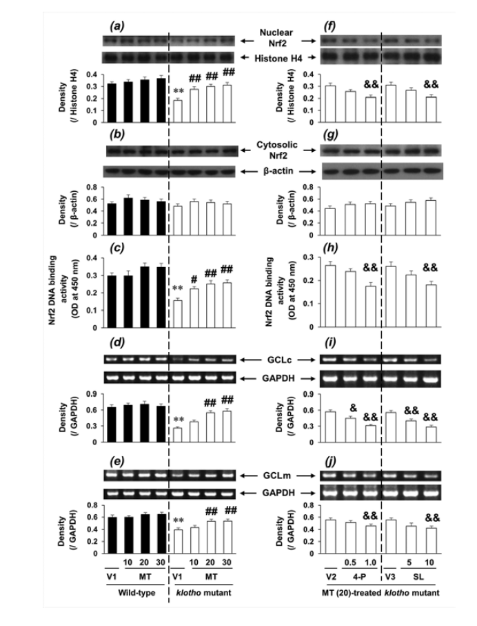 Klotho mutant 생쥐에서 나타나는 Nrf2 활성 및 GCLc, GCLm 발현 감소에 대한 melatonin의 효과.