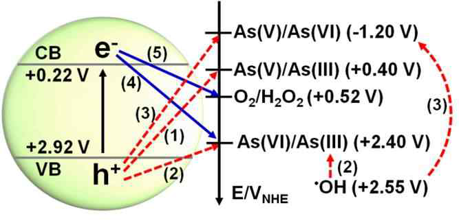 가시광하 삼산화 텅스텐에서의 비소 종 (As(III), As(IV), As(V)), 산소, 삼산화 텅스텐 간의 전자 및 정공 전달 프로세스