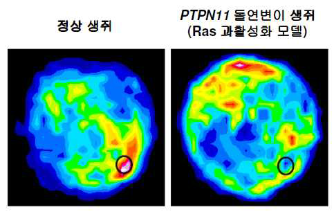 PTPN11 돌연변이 생쥐에서 보이는 기억 손상.