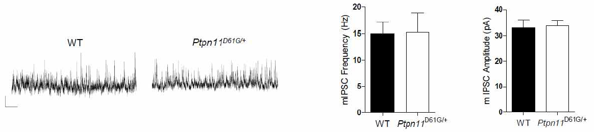 Ptpn11D61G/+ 생쥐의 해마에서는 억제성 시냅스 전달에 변화가 없음