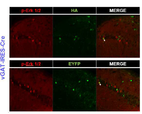 vGAT-CRE 마우스에 PTPN11D61G-HA를 발현시킨 후 (대조 군 EYFP) p-ERK1/2 antibody로 염색 한 실험 결과.