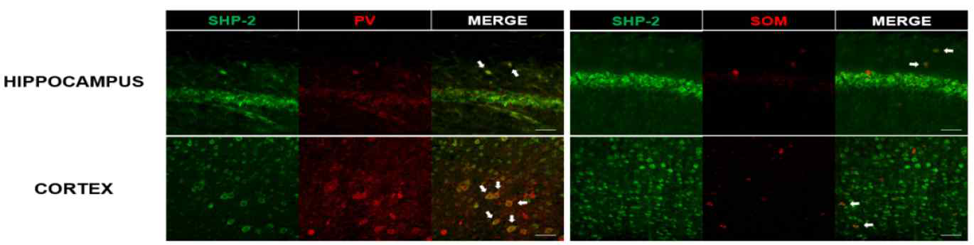SHP2가 해마와 피질에서 PV, SOM positive inhibitory neuron에 발현됨