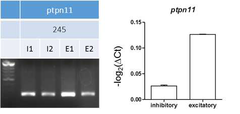 SHP2를 encoding하는 유전자인 ptpn11이 해마의 흥분 성 뉴런과 억제성 뉴런에서 모두 발현되지만, 흥분성 뉴런에서 더 높은 발현양을 보임을 real time PCR로 확인함.