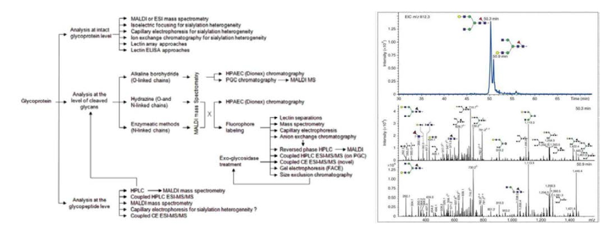 기존 당쇄 분석 방법 요약 및 LC-MS/MS 기반의 당쇄 분석 예