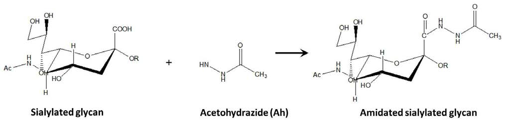 시알산 당쇄의 중성화를 위한 화학적 유도체화 기술