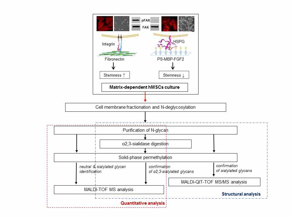 MALDI-TOF MS를 사용한 hMSCs의 N-glycan 분석