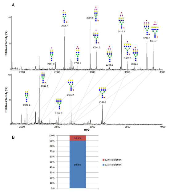 a-2,3-sialidase를 사용하기 전과 후의 N-glycan spectrum과 2,3-sialylation과 2,6-sialylation의 정량 비율