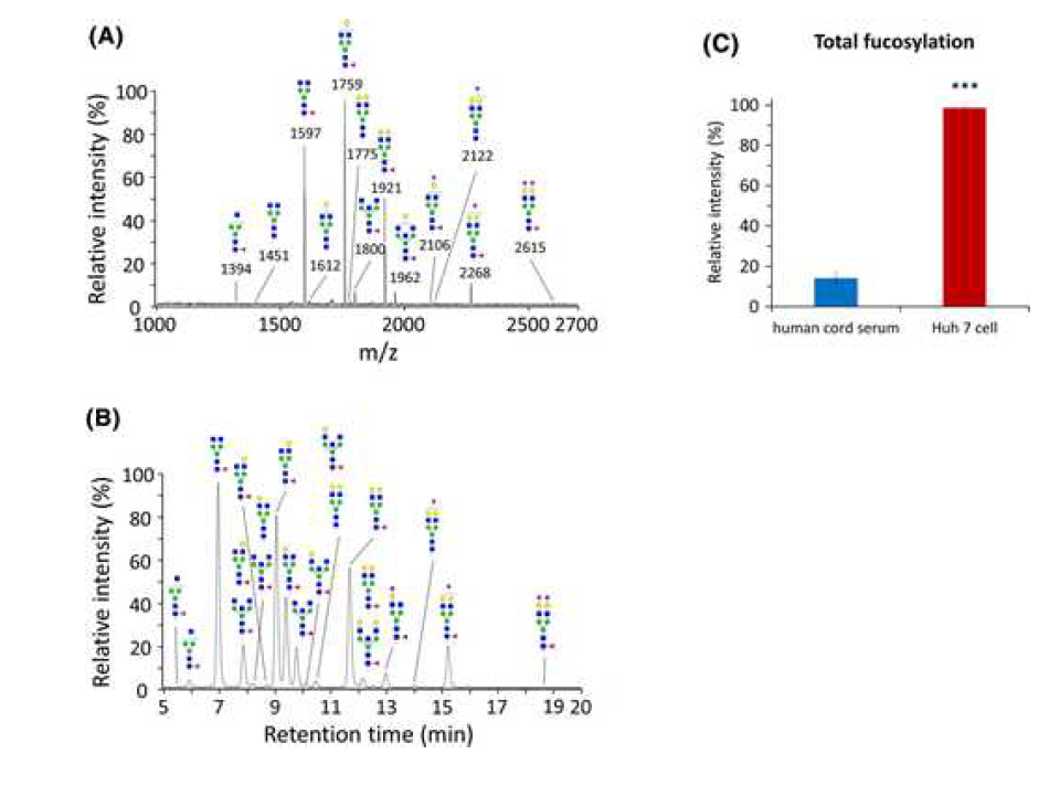 본 분석법과 UPLC 분석법 사이의 human IgG의 정량 분석 결과 비교 및 Huh 7 cell에서의 total fucosylation 비율 증가 확인