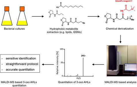 MALDI-MS 기반의 bacterial quorum sensing molecule 정량 분석 시스템 구축