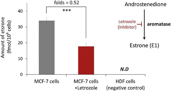 억제제 letrozole 처리 전 후의 MCF-7 cell 속 에스트론의 농도 변화 확인