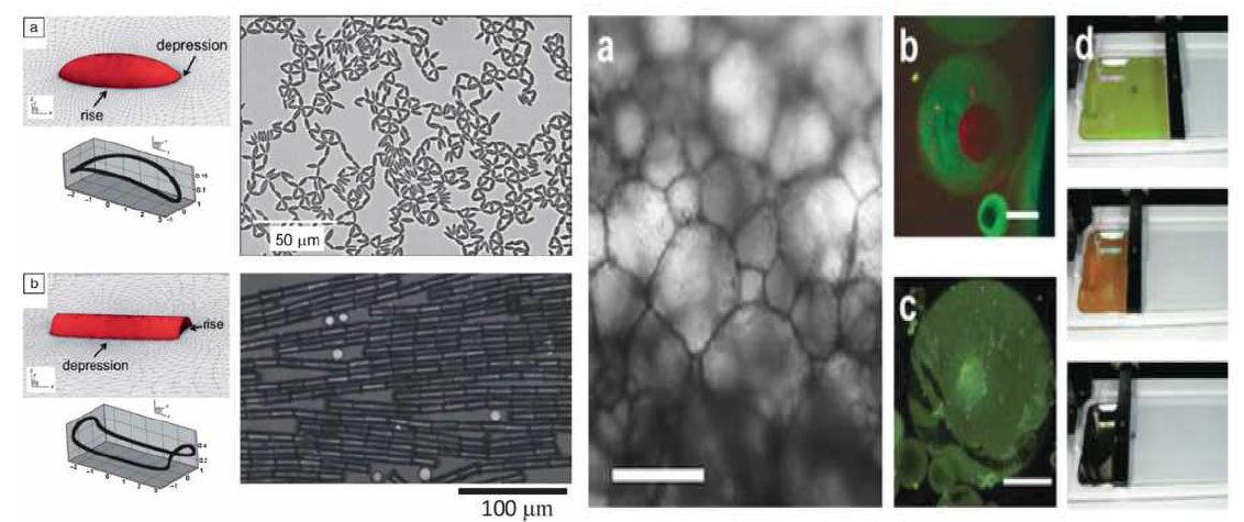 좌: 마이크로 크기의 입자들 (Polystrene ellepsoid and rod)들이 계면에서 Assemble되는 예,우: 나노입자 (silica nanoparticle, quantum dot, silver nanocrystal)들이 계면에서, 구조물을 형성한 예