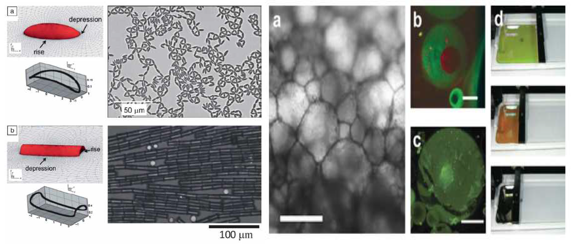 좌: 마이크로 크기의 입자들 (Polystrene ellepsoid and rod)들이 계면에서 Assemble되는 예, 우: 나노입자 (silica nanoparticle, quantum dot, silver nanocrystal)들이 계면에서, 구조물을 형성한 예