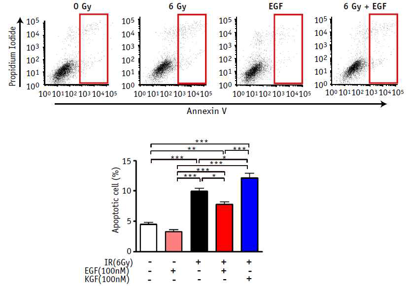 6Gy 방사선 조사된 Het-1A에서의 세포사멸 정도 및 EGF에 의한 세포사멸