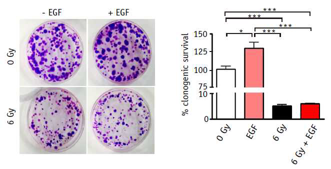 6Gy 방사선 조사된 Het-1A에서의 EGF 세포사멸 저해 메커니즘으로 cell survival assay를 수행한 결과.