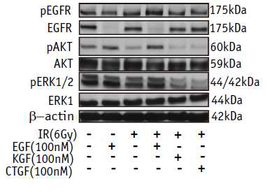 6Gy 방사선 조사된 Het-1A에서의 EGF 처리 후 AKT 및 ERK 활성화를 조사한 western blot 결과.