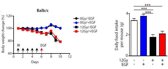 방사선 유발 식도염 마우스모델에 EGF를 전달한 후 몸무게 변화(왼쪽)와 음식섭취량(오른쪽). EGF를 전달하지 않은 마우스들에 비하여 뚜렷한 개선이 관찰되지 않음.