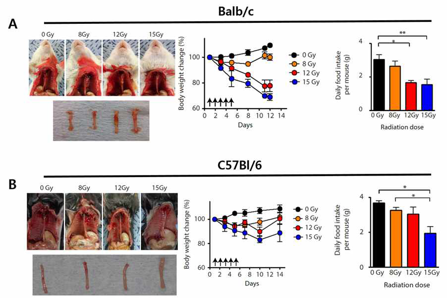 in vivo 방사선 유발 식도염 모델. Balb/c 마우스(A)와 C57Bl/6 마우스(B)에 방사선을 조 사 한 후 식도의 적출 당시 모습, 몸무게 변화와 음식 섭취량.