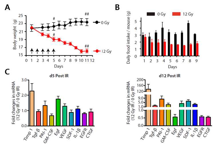 Balb/c 마우스에 12Gy의 방사선 조사 후 매일 몸무게 변화량(A)을 관찰, 음식섭취 량 측정(B)과 유전자 발현 분석(C)을 실시함.