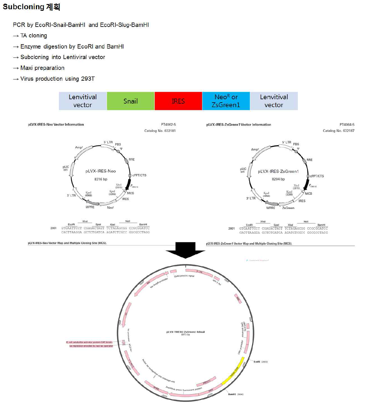 Snail 과발현을 위한 렌티바이러스 제작 과정