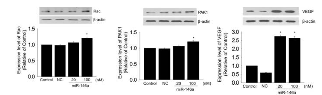 miRNA-146a처리 농도에 의한 VEGF 발현증가